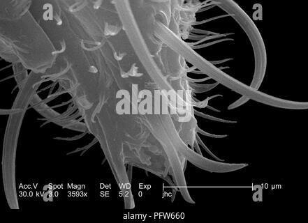 Caratteristiche morfologiche visualizzato sulla punta distale di un Anopheles gambiae zanzare "labellum', ha rivelato nel 3593x di scansione ingrandita al microscopio elettronico (SEM) immagine, 2006. Immagine cortesia di centri per il controllo delle malattie (CDC) / Paolo Howell. () Foto Stock