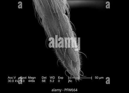 Caratteristiche morfologiche visualizzato sulla punta distale di un Anopheles gambiae zanzare "labellum', ha rivelato nel 449x di scansione ingrandita al microscopio elettronico (SEM) immagine, 2006. Immagine cortesia di centri per il controllo delle malattie (CDC) / Paolo Howell. () Foto Stock