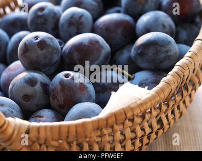 Raccolti freschi organici di prugne in un cesto di alimenti sani o autonomo concetto di alimentazione Foto Stock