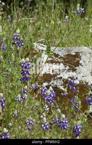 Lupino Sky (Lupinus nanus) in piena fioritura di fronte a grossi massi in un prato vicino al lago di Bass, California Foto Stock