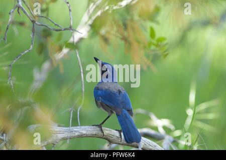 Western Scrub-Jay (Aphelocoma californica) arroccato nella struttura ad albero, Bass Lake, California Foto Stock