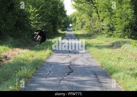 Cane in azione Foto Stock
