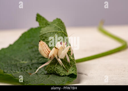 La fotografia macro di bianco Mantide Religiosa sulla foglia verde Foto Stock