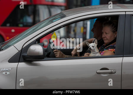 Con i suoi proprietari per i sedili anteriori, un chihuahua guarda fuori dalla finestra di un passaggio auto nel centro di Londra, il 14 agosto 2018, a Londra, in Inghilterra. Foto Stock