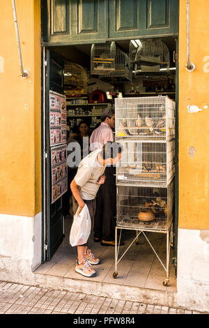 Uomo che guarda gli uccelli in una gabbia per la vendita in un negozio di uccelli a livello comunale il mercato pubblico. Florianópolis, Santa Catarina, Brasile. Foto Stock