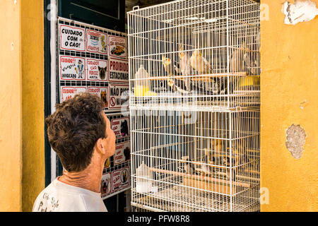 Uomo che guarda gli uccelli in una gabbia per la vendita in un negozio di uccelli a livello comunale il mercato pubblico. Florianópolis, Santa Catarina, Brasile. Foto Stock
