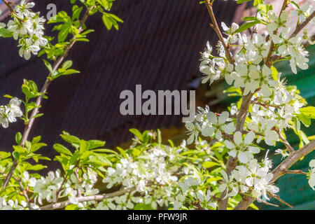 Mela albero fiorito nella primavera del fiori bianchi Foto Stock