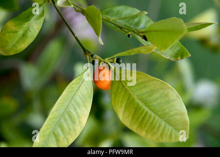 Piccolo arancione e verde molto piccolo arance rippening nella struttura ad albero Foto Stock