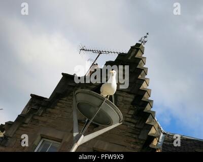 Seagull poggiante su una lampada posta a Edimburgo, Scozia. Foto Stock