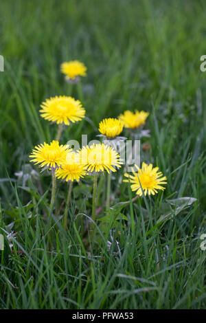 Taraxacum officinale. Il tarassaco nell'erba. Foto Stock