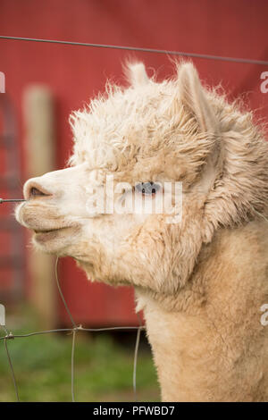 Hood River, Oregon, Stati Uniti d'America. Close-up di un'alpaca. Foto Stock