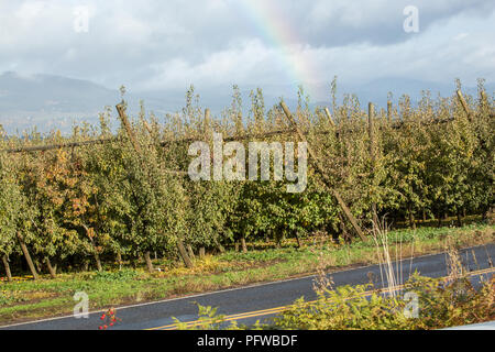 Hood River, Oregon, Stati Uniti d'America. Rainbow su un frutteto con una v-sistema trellis in un giorno di pioggia. Foto Stock