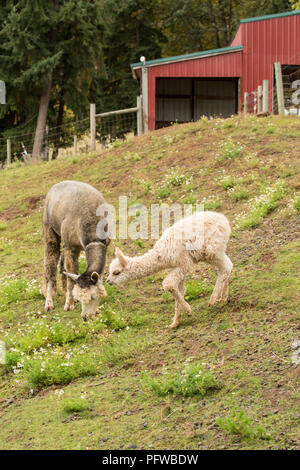 Hood River, Oregon, Stati Uniti d'America. La madre e il bambino (cria) alpaca pascolare nel pascolo di pioggia leggera. Foto Stock