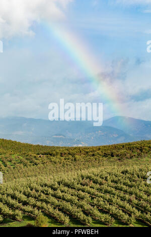 Hood River, Oregon, Stati Uniti d'America. Rainbow su un frutteto in un giorno di pioggia. Foto Stock