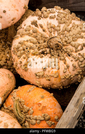 Hood River, Oregon, Stati Uniti d'America. Galeux D'Eysines o zucche di arachidi. Foto Stock