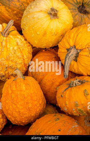 Hood River, Oregon, Stati Uniti d'America. Pila di orange presenta verrucosa zucche per la vendita. Foto Stock