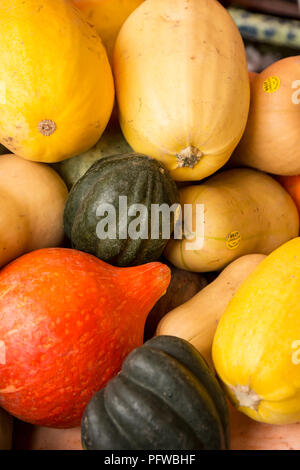 Hood River, Oregon, Stati Uniti d'America. Varietà di zucche invernali, tra cui Acorn, Butternut, Kuri e lo spagetti o vegetale Squash. Foto Stock