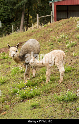 Hood River, Oregon, Stati Uniti d'America. La madre e il bambino (cria) alpaca pascolare nel pascolo di pioggia leggera. Foto Stock