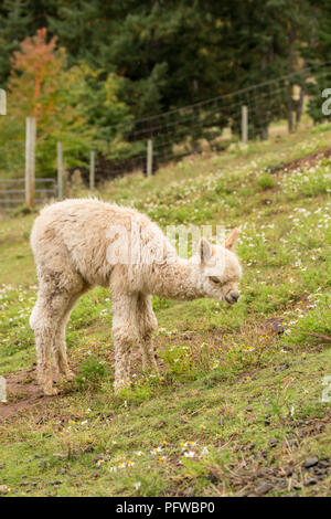 Hood River, Oregon, Stati Uniti d'America. Baby o alpaca cria pascolare nel pascolo di pioggia leggera. Foto Stock