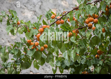 Albicocche mature nel villaggio Turtuk, Shyok valley, Ladakh, Jammu e Kashmir India Foto Stock