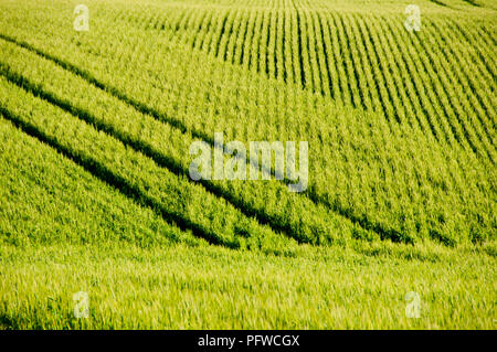 Campo di grano in primavera - Mid West - Australia occidentale Foto Stock