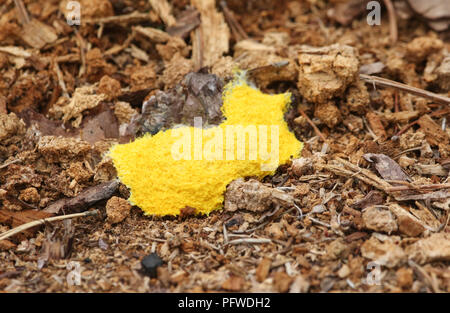 Cane vomitano melma (stampo Fuligo septica) cresce dal suolo della foresta. Foto Stock