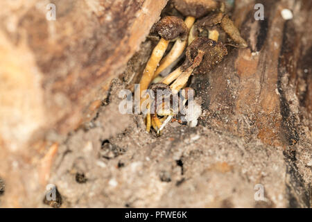 I funghi nel mezzo Foto Stock