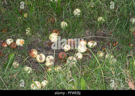 Caduto viziati e mele marce sul terreno Foto Stock
