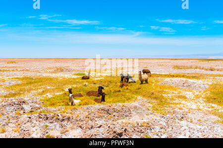 Un gregge di lama nel deserto di Atacama, Sud America, Cile. Copia spazio per il testo Foto Stock