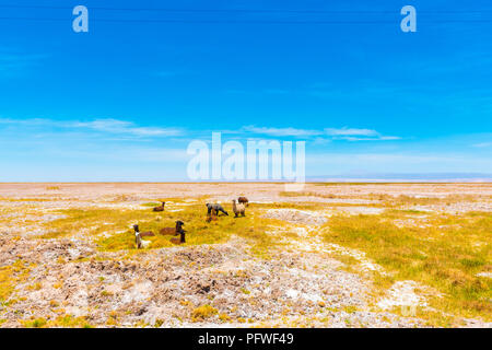 Un gregge di lama nel deserto di Atacama, Sud America, Cile. Copia spazio per il testo Foto Stock