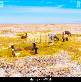 Un gregge di lama nel deserto di Atacama, Sud America, Cile. Copia spazio per il testo Foto Stock