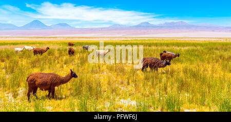 Un gregge di lama nel deserto di Atacama, Sud America, Cile. Copia spazio per il testo Foto Stock