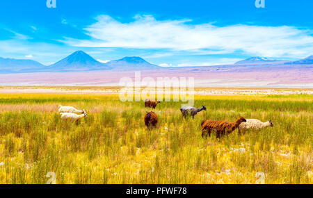 Un gregge di lama nel deserto di Atacama, Sud America, Cile. Copia spazio per il testo Foto Stock