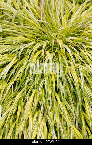 Hakonechloa macra "aureola' erba. Foto Stock