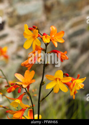 Due distintivi nei toni del rosso e arancio fiori della tarda estate blooming montbretia, Crocosmia x crocosmiiflora "Harlequin' Foto Stock