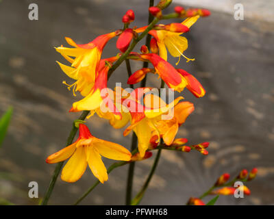 Due distintivi nei toni del rosso e arancio fiori della tarda estate blooming montbretia, Crocosmia x crocosmiiflora "Harlequin' Foto Stock