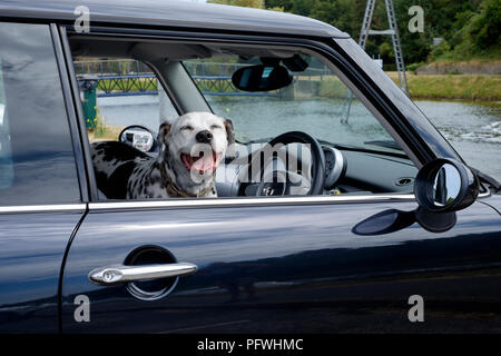 Cane dalmata seduto sul sedile anteriore di un nero mini auto Inghilterra Regno Unito Foto Stock