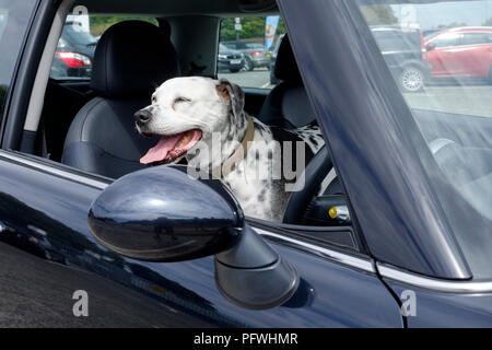 Cane dalmata seduto sul sedile anteriore di un nero mini auto Inghilterra Regno Unito Foto Stock