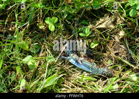 Lucertola comune lucertola vivipara stabilisce la decomposizione tra l'erba in un giardino Zala county Ungheria Foto Stock
