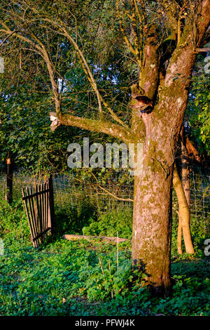 Vecchio e rotto cancello di legno in un incolto giardino che conduce a boschi Zala county Ungheria Foto Stock