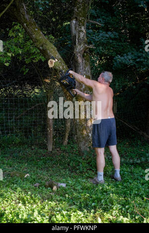 L'uomo utilizzando una motosega per abbattere un grande albero della mela indossando solo pantaloncini corti e nessun abbigliamento di sicurezza Zala county Ungheria Foto Stock