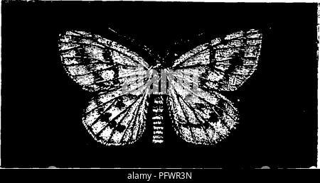 . Un manuale per lo studio degli insetti. Gli insetti. LEriDOPTERA. 279. Fig. 329.-Diastictis rihearia. cresciuto. Si gira un piuttosto densa, alberino-a forma di bozzolo all'interno di un cluster di foglie. La falena (Fig. 328) è ocra-giallo con una sfumatura di colore rossastro. Le ali sono ombreggiate verso il margine esterno con marrone e sono fittamente punteggiato da piccoli punti di colore marrone. Il ribes Span-worm, Diastictis ribearia (Di-come-tic^tis costola-e-un'ri-a).-Ci sono diverse specie di insetti che sono comunemente noti come ribes- worm. I più comuni di questi sono le larve della sega- vola, che può essere facilmente riconosciuto dal grande n Foto Stock