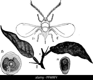 . Un manuale per lo studio degli insetti. Gli insetti. HEMIPTERA, 173 scala e della scala rossa dell'Arancia ; e può essere s^^n in corrispondenza della estremità più piccola della scala di ostrica guscio-corteccia-pidocchio. La posizione di questo cast in pelle La scala differisce in diversi- ent generi, e costituisce un buon carattere per la classificazione. Strettamente allied specie differiscono ma poco in forma di scala. Per distinguere questi è necessario studiare i. Fig. 213.-Aspidiotus aurantil: scale su foglie di orang-e, dimensione naturale ; un^ maschio adulto' molto ingrandito; ^b^ scala ingrandita femmina; i&lt;r, scala del maschio, ampliata. inse Foto Stock