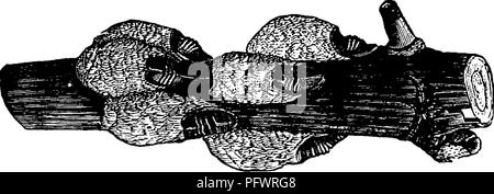 . Un manuale per lo studio degli insetti. Gli insetti. HEMIFTERA. i6g figura 208. Le specie qui figurato è talvolta molto pregiudizievole per aceri; inoltre infests vitigni e altre piante. Fig. 208.-Piilvi7iaria inmimerabilis. Femmina su uva, dimensione naturale. (Da l'autore della relazione per il 1880.) LecanuLui (Le-ca'ni-um).-La specie del genere Le- canium abbondano ovunque; si verificano su tutti i tipi di. Si prega di notare che queste immagini vengono estratte dalla pagina sottoposta a scansione di immagini che possono essere state migliorate digitalmente per la leggibilità - Colorazione e aspetto di queste illustrazioni potrebbero non perfettamente resem Foto Stock