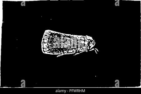 . Un manuale per lo studio degli insetti. Gli insetti. Fig. 185.-Scolops. Fig. 186.-Ormetiis septen- tj-ionali's. La figura i86 rappresenta Ormeiiis septentrionalis (o'me-nis sep- ten-tri-o-na'lis), un bel giallo-verde in polvere specie wath bianco, che si nutre di wild vitigni, traendo nutrimento dalla gara germogli e metà di nervature di foglie durante le sue fasi di giovani. Famiglia Cercopid/E (Cer-cop'i-dee). La saliva o insetti Frog-tramogge. Durante i mesi estivi si trova spesso su vari arbusti ed erbe di masse di schiuma bianca. Nel mezzo di ciascuna di queste masse ci vive una giovane insetto, una Foto Stock