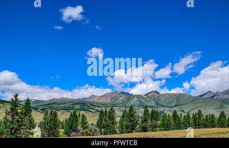 La steppa in valle di montagna e alberi radi al primo piano e la vista di Kuray Mountain Range sullo sfondo di montagne di Altai, Russia. Sunny estate landsca Foto Stock