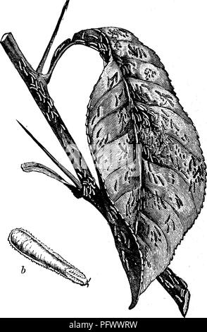 . Insetti dannosi per la frutta. Illustrato con quattro cento e quaranta legno-tagli. Pesti di insetto. Insetti dannosi per l'ARANCIONE. 393 e assomigliano a n. 250, come mostrato in figura 6, Fig. 401. Essi sono attivi per un breve periodo di tempo e poi stabilirsi permanentemente in Fig. 403. 'M. Si prega di notare che queste immagini vengono estratte dalla pagina sottoposta a scansione di immagini che possono essere state migliorate digitalmente per la leggibilità - Colorazione e aspetto di queste illustrazioni potrebbero non perfettamente assomigliano al lavoro originale. Saunders, William, 1836-1914. Philadelphia, J. B. Lippincott &AMP; Co Foto Stock