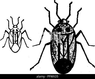 . Insetti dannosi per la frutta. Illustrato con quattro cento e quaranta legno-tagli. Pesti di insetto. Attaccare le foglie. 35] con un contorno la dimensione naturale. Che perfora le foglie giovani del ribes-boccole su entrambi i loro superiore e al di sotto delle superfici, causando piccole macchie marroni, non molto più grande di pin-capi, ma talvolta sono così numerosi e strettamente posto che le foglie diventano completamente secca. L'in- sette sono molto attivi e quando si avvicinò a scendere rapidamente a terra o in volo di distanza. ^"lo- 364. Essi iniziano ad alimentare in maggio o in giugno, e continuare per un mese o due, spesso dis- immaginando Foto Stock