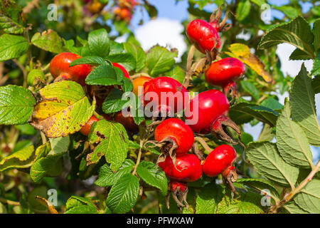 Spiaggia rosa rosa rugosa rosa canina Foto Stock