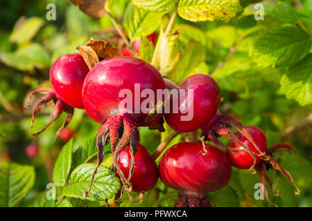 Spiaggia rosa rosa rugosa rosa canina Foto Stock